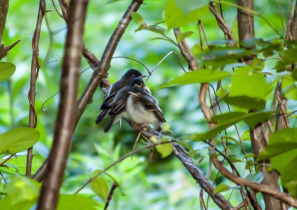 Three Little Pewees by muscogeegirl is licensed under CC BY-NC-SA 2.0.